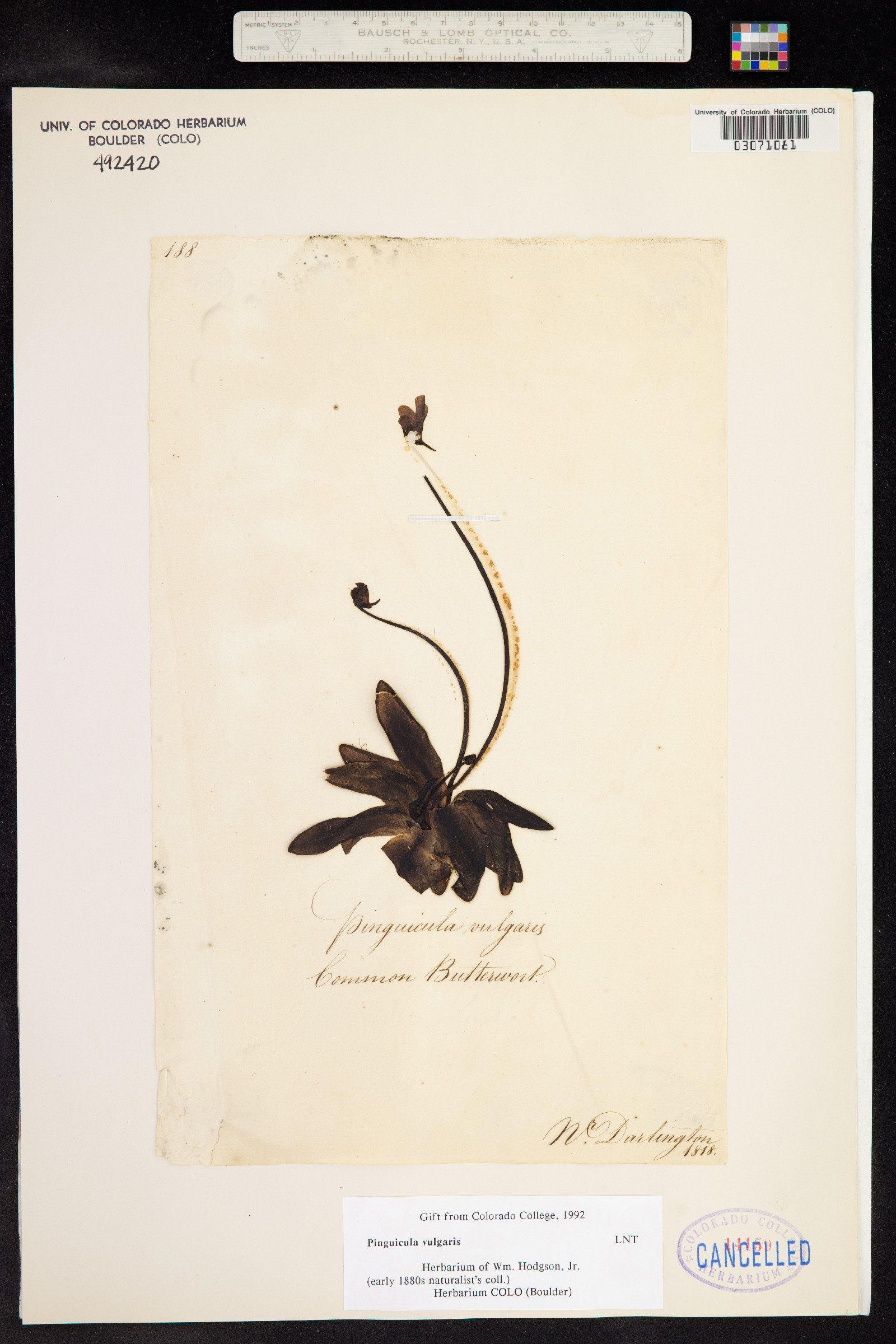 Pinguicula vulgaris image