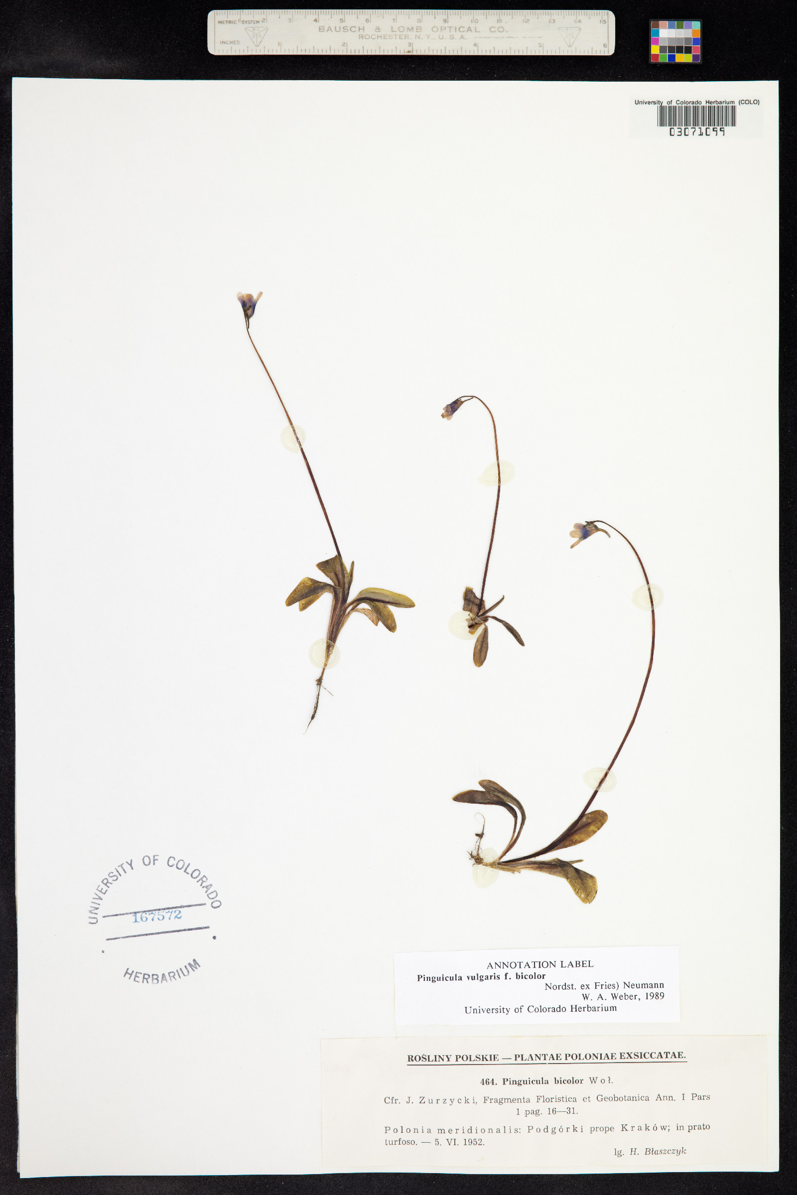 Pinguicula vulgaris image