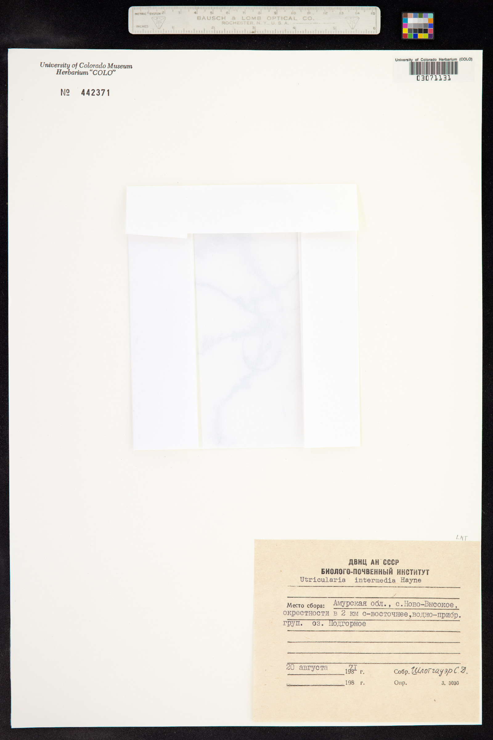 Utricularia intermedia image