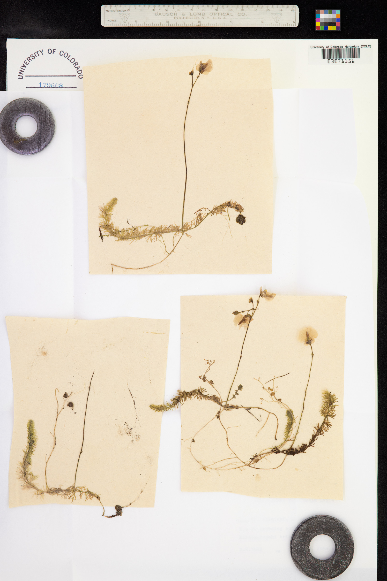 Utricularia intermedia image