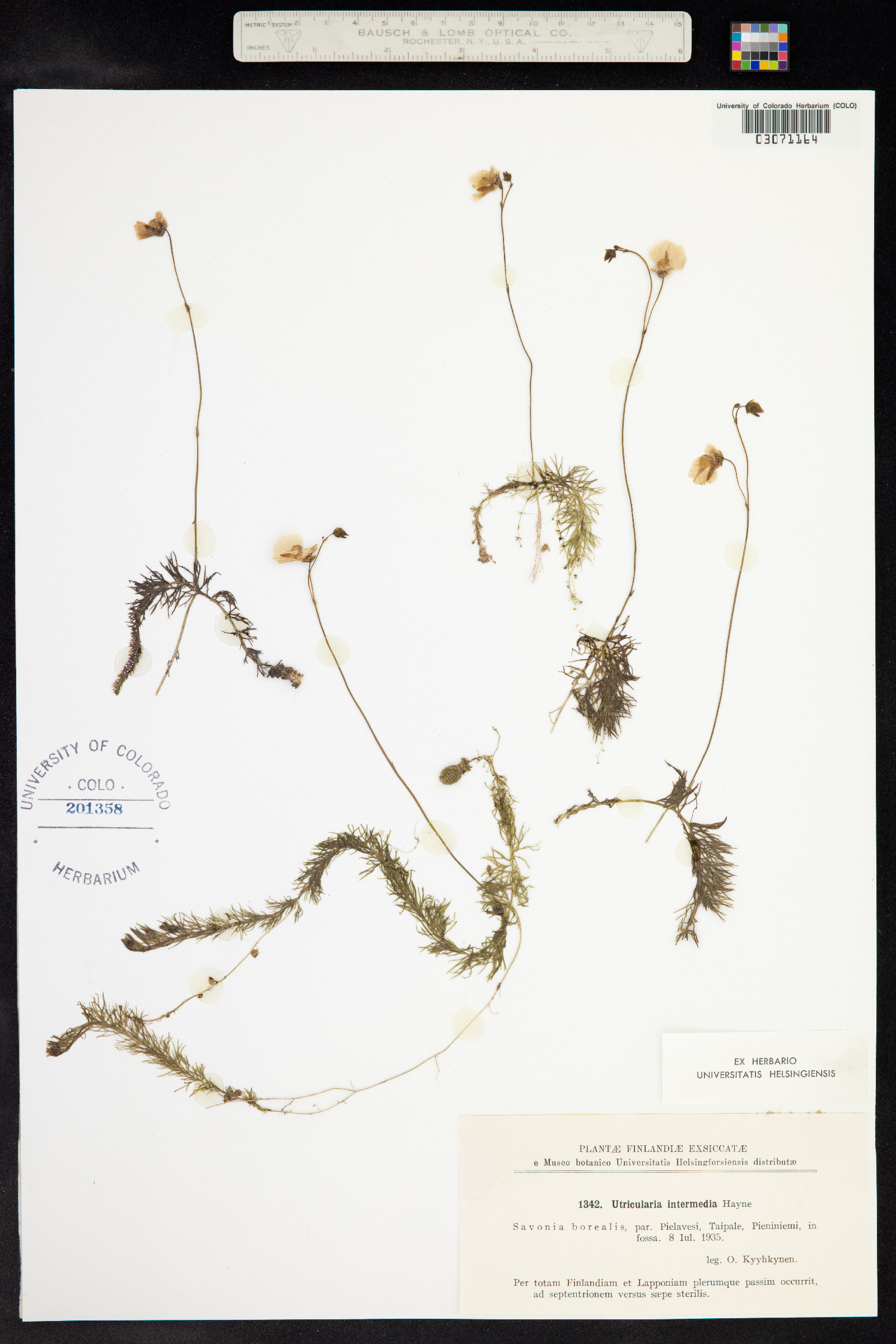 Utricularia intermedia image