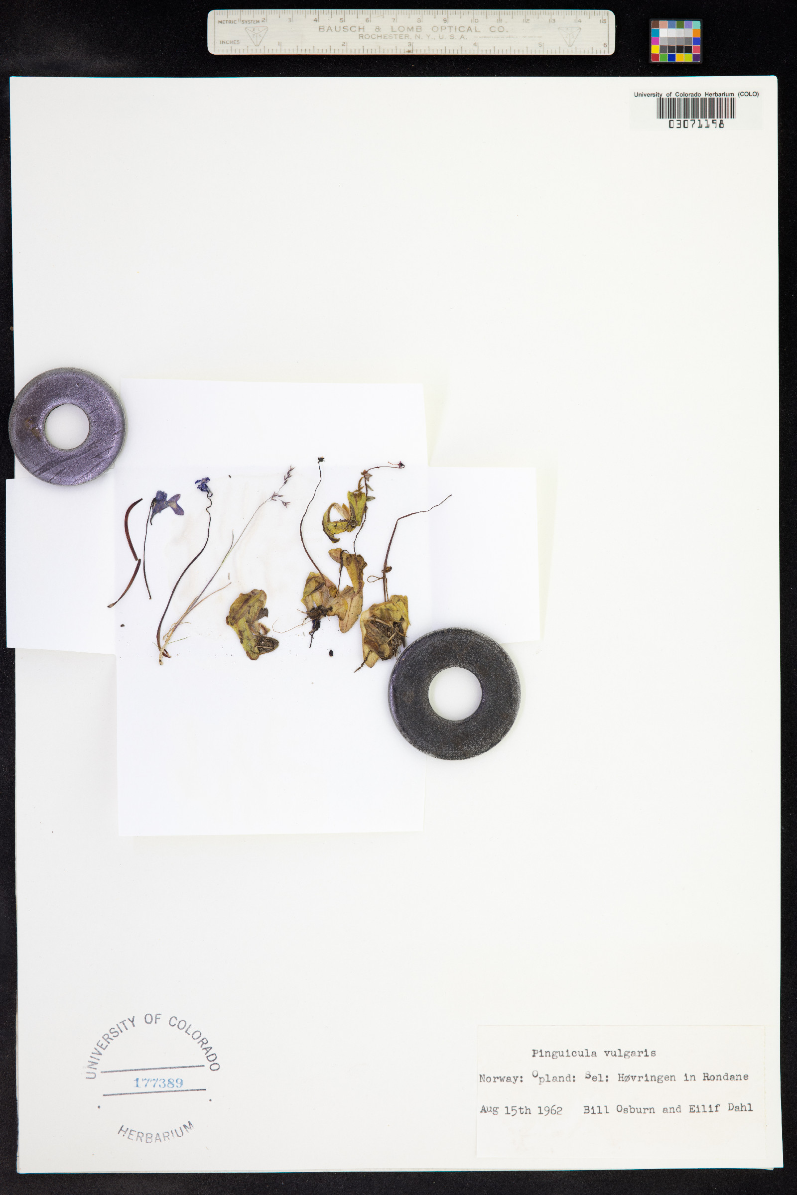 Pinguicula vulgaris image