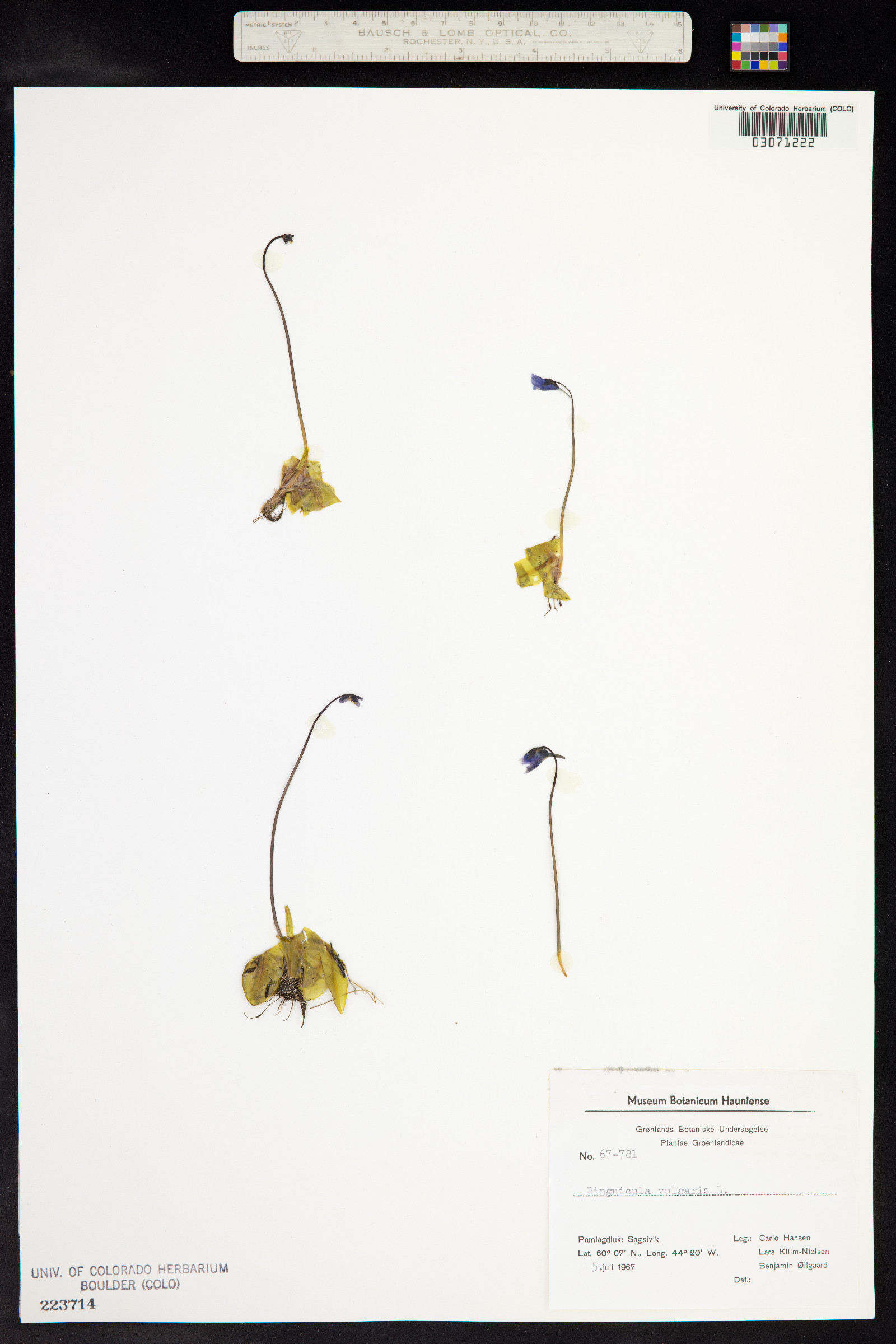 Pinguicula vulgaris image