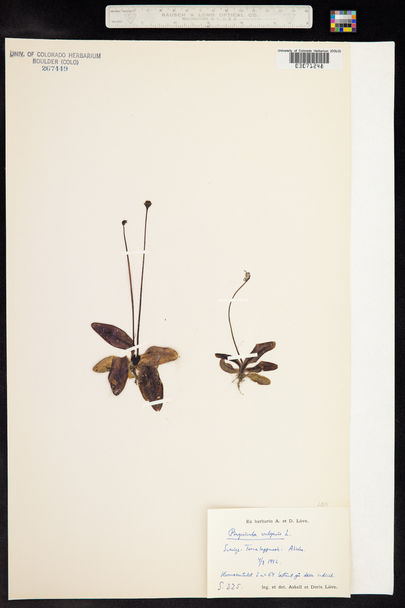 Pinguicula vulgaris image