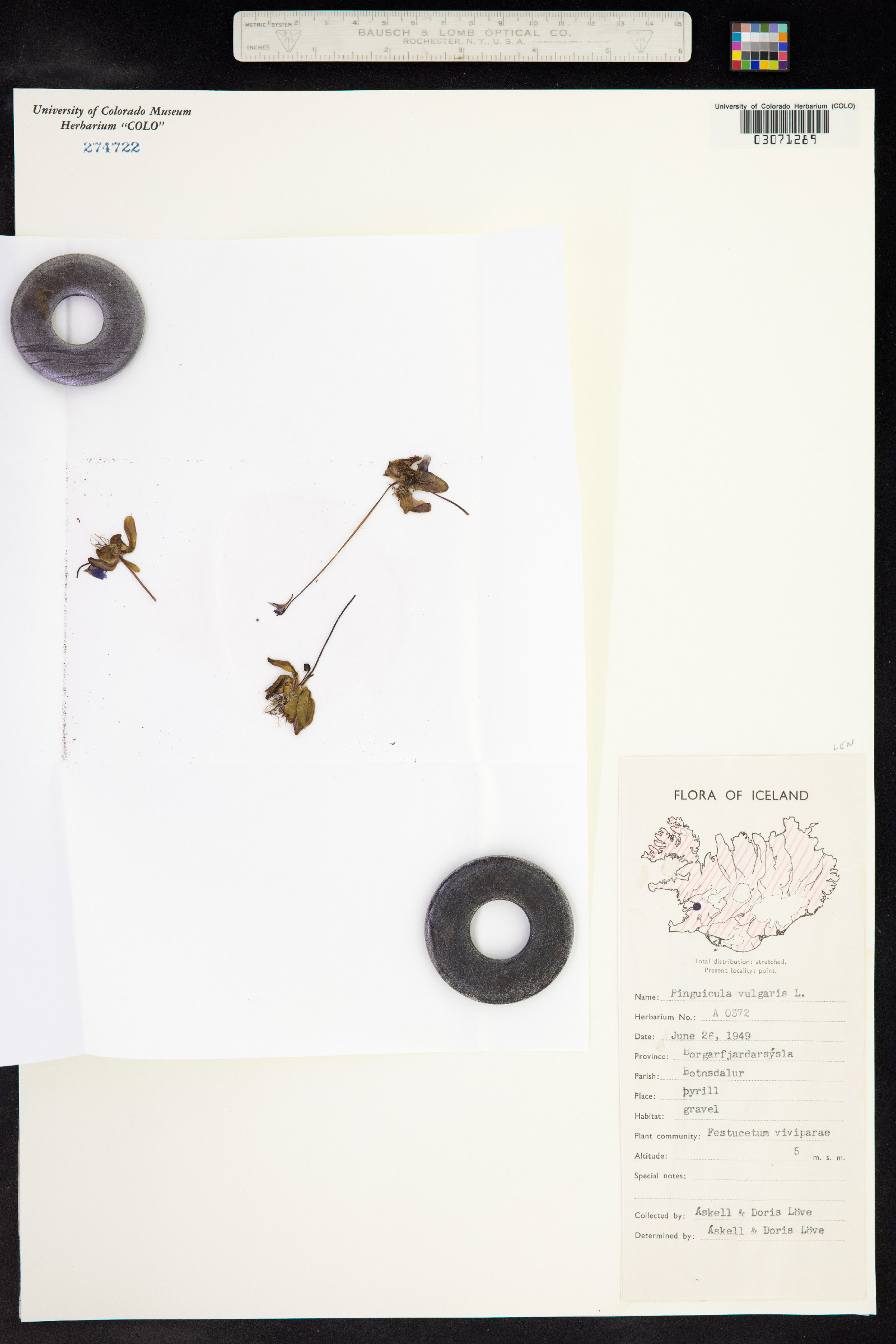 Pinguicula vulgaris image