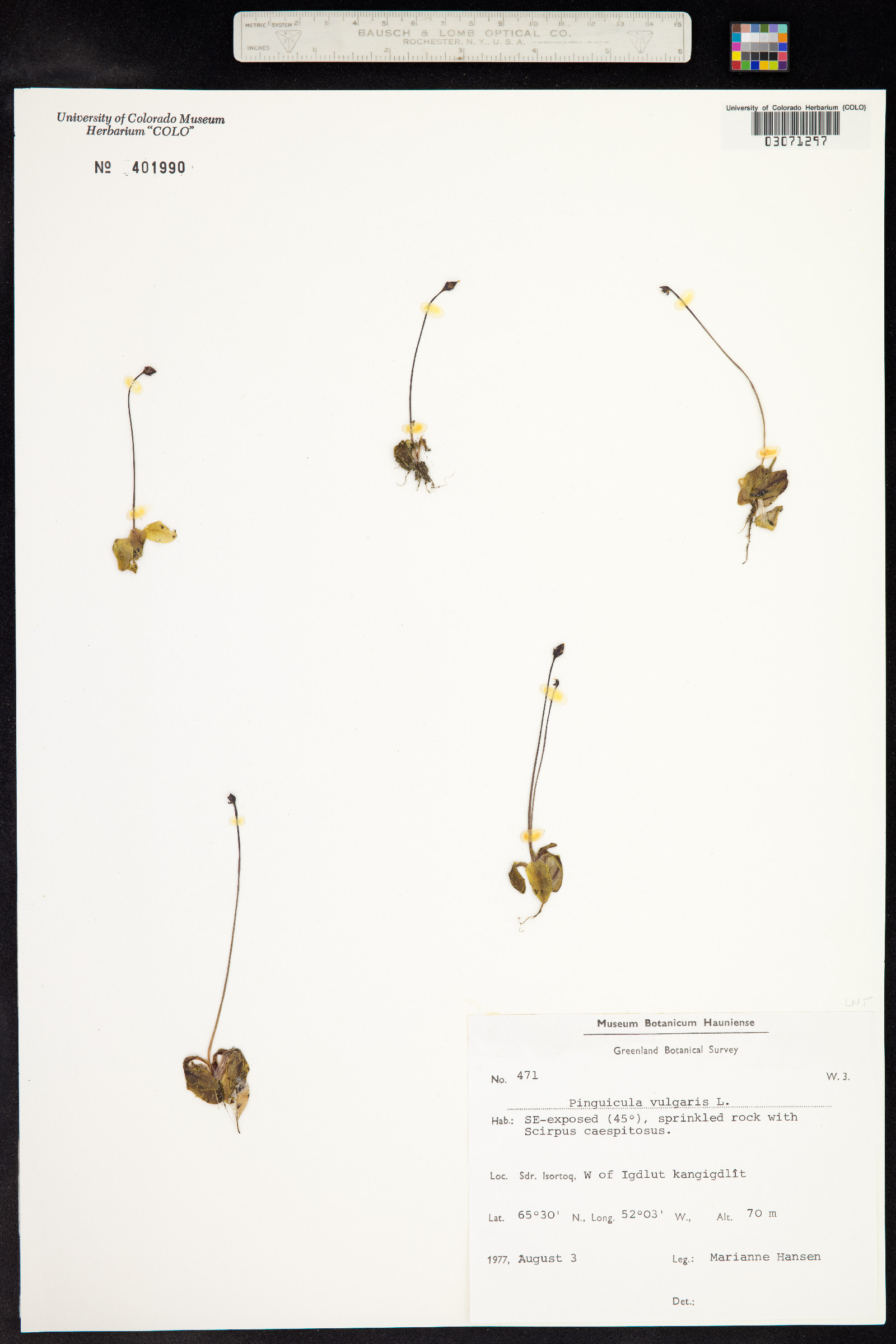 Pinguicula vulgaris image