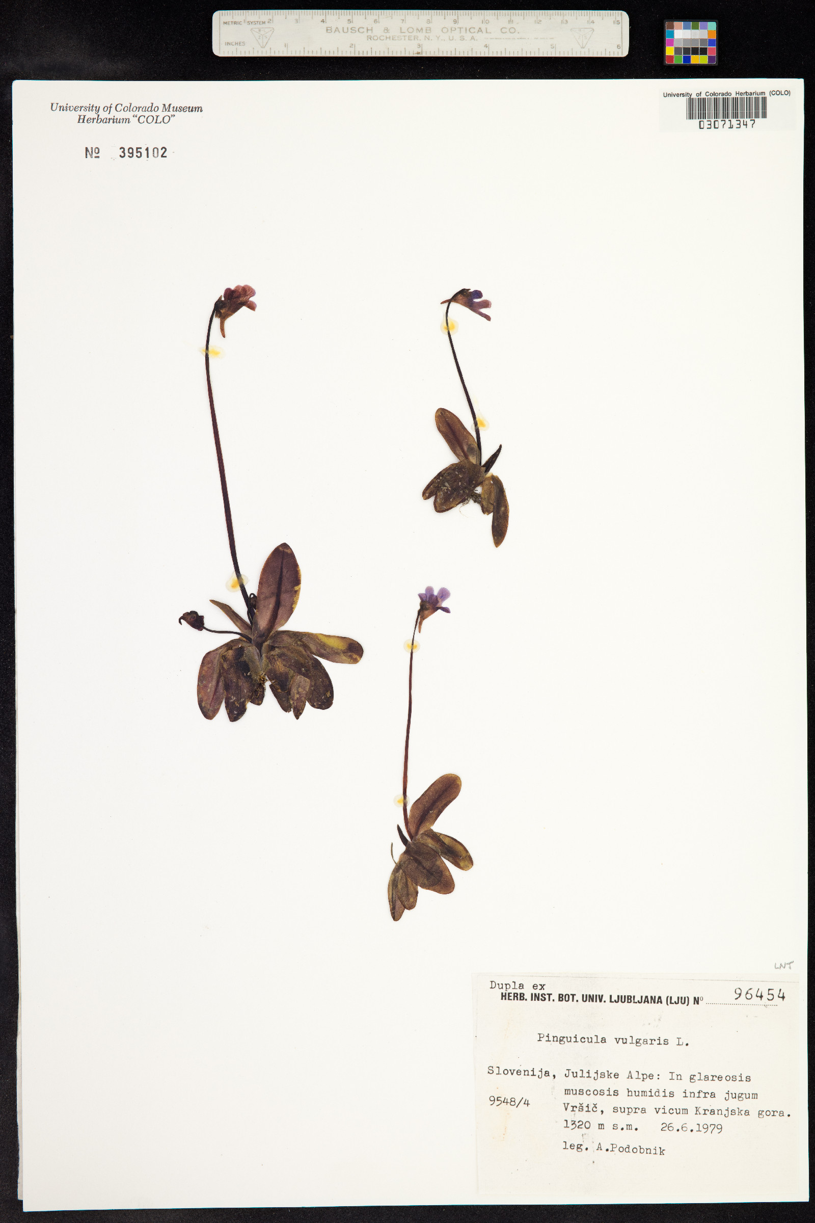 Pinguicula image