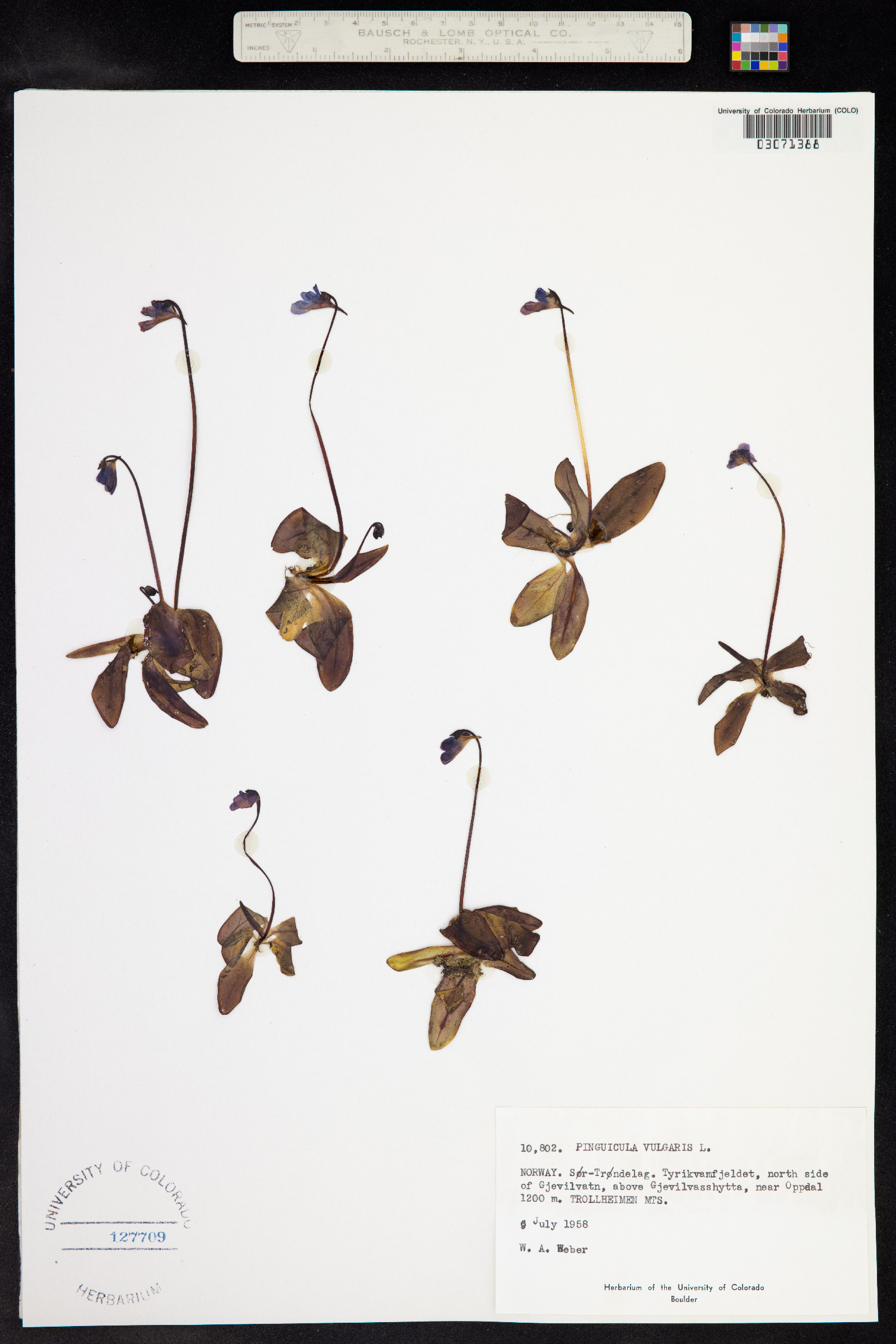 Pinguicula image