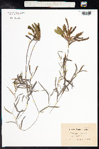 Potamogeton gramineus image