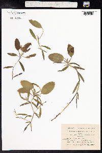 Potamogeton gramineus image