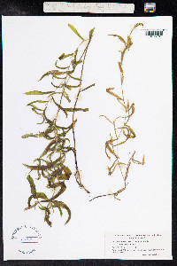 Potamogeton gramineus image