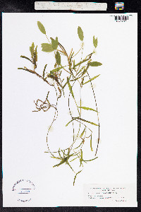 Potamogeton gramineus image
