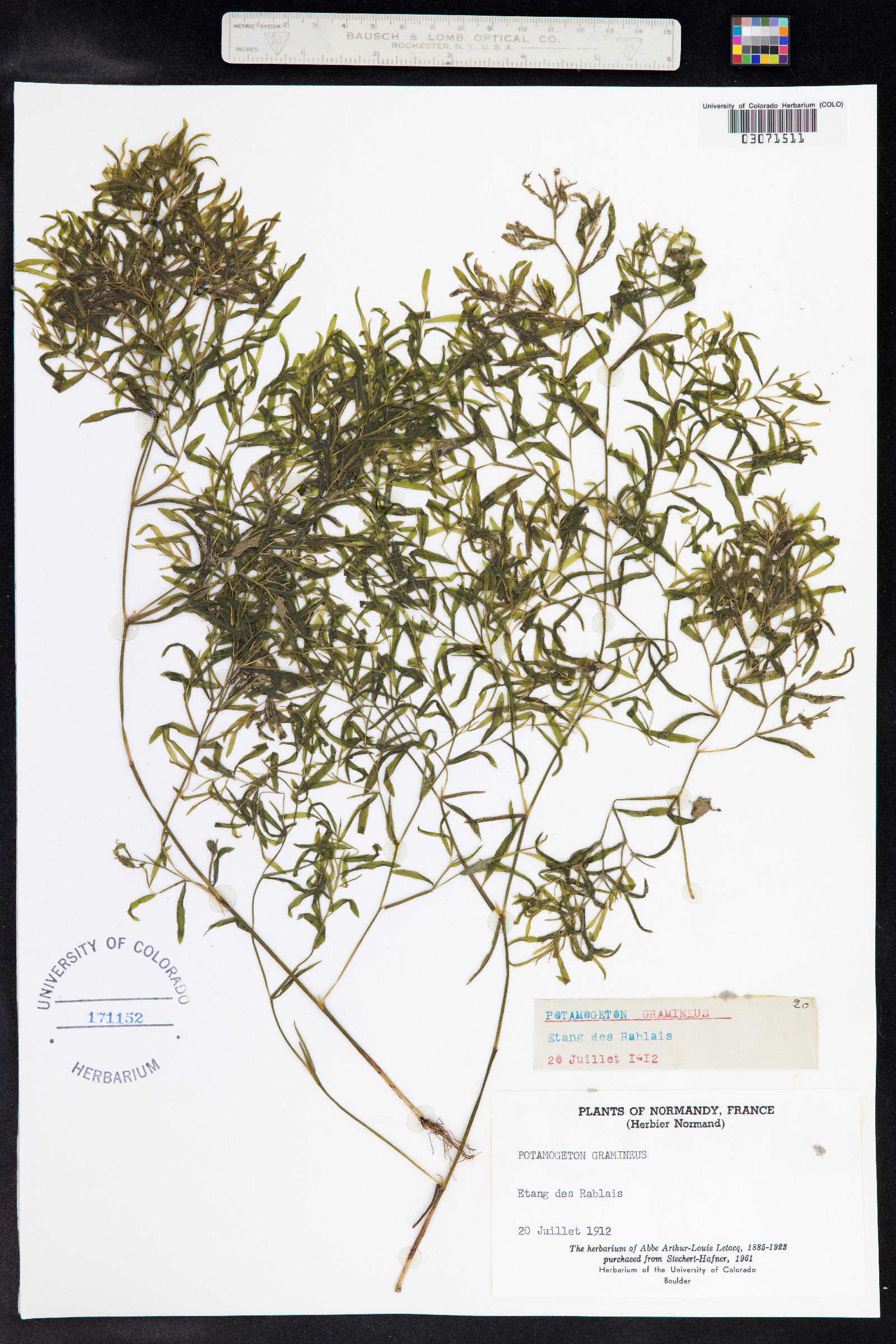 Potamogeton gramineus image