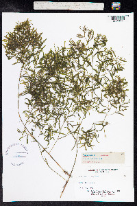 Potamogeton gramineus image