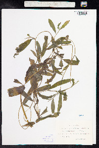 Potamogeton gramineus image