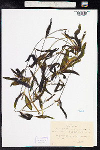 Potamogeton gramineus image