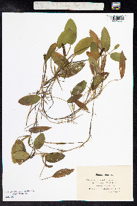 Potamogeton gramineus image
