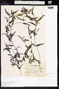Potamogeton gramineus image