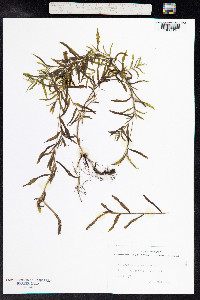 Potamogeton gramineus image