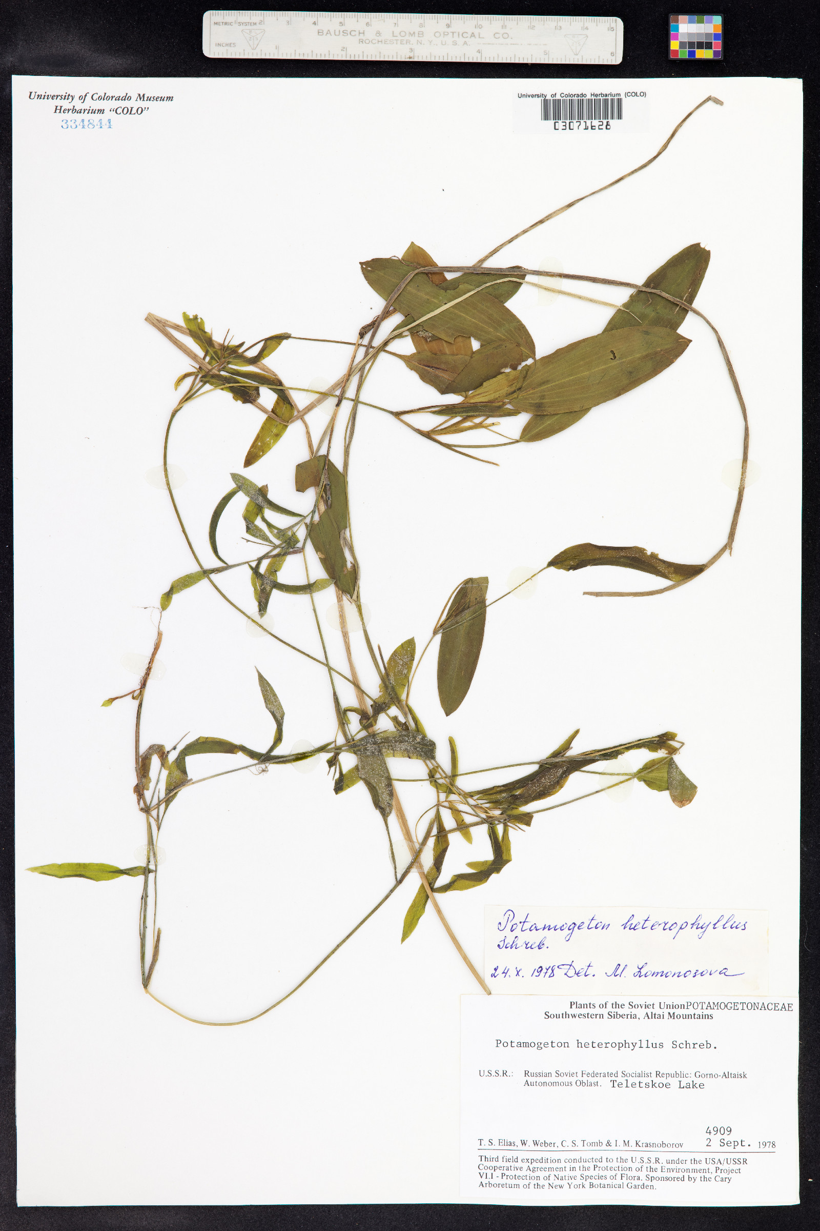 Potamogeton gramineus image
