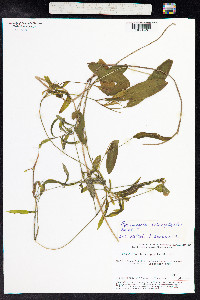 Potamogeton gramineus image