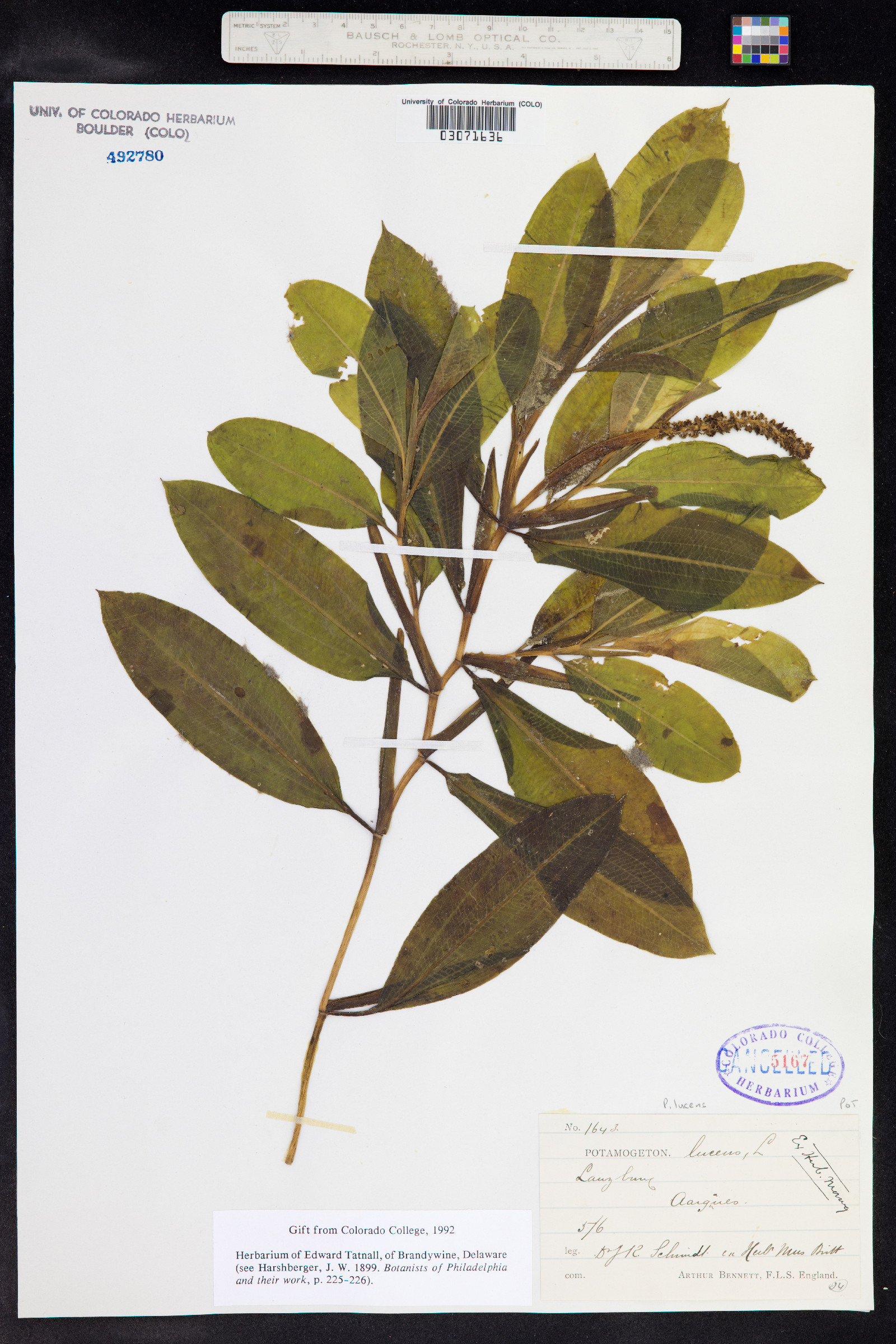 Potamogeton illinoensis image