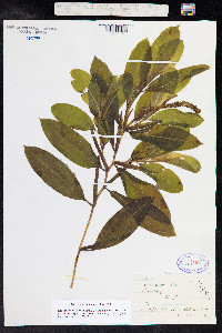 Potamogeton illinoensis image