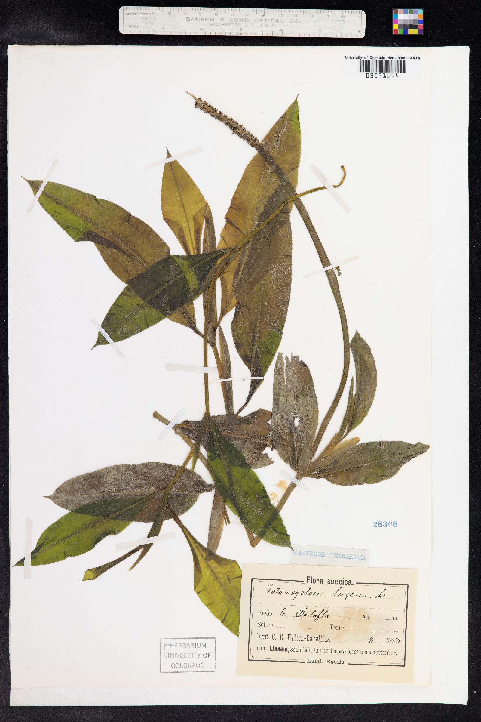 Potamogeton illinoensis image