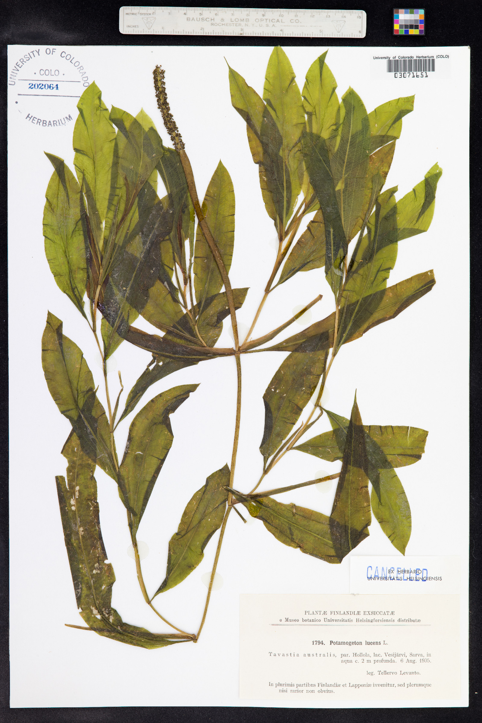 Potamogeton illinoensis image