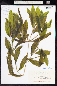 Potamogeton illinoensis image