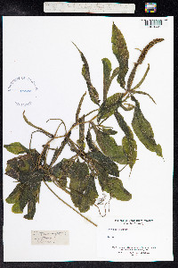 Potamogeton illinoensis image