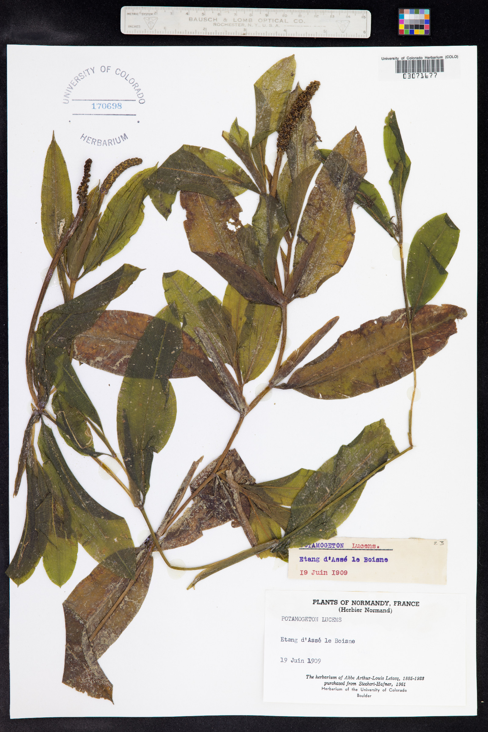 Potamogeton illinoensis image