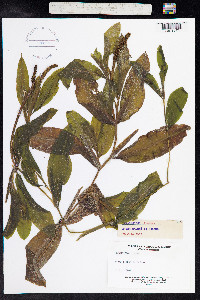 Potamogeton illinoensis image