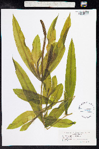 Potamogeton illinoensis image