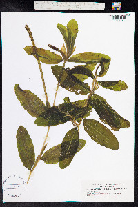 Potamogeton illinoensis image