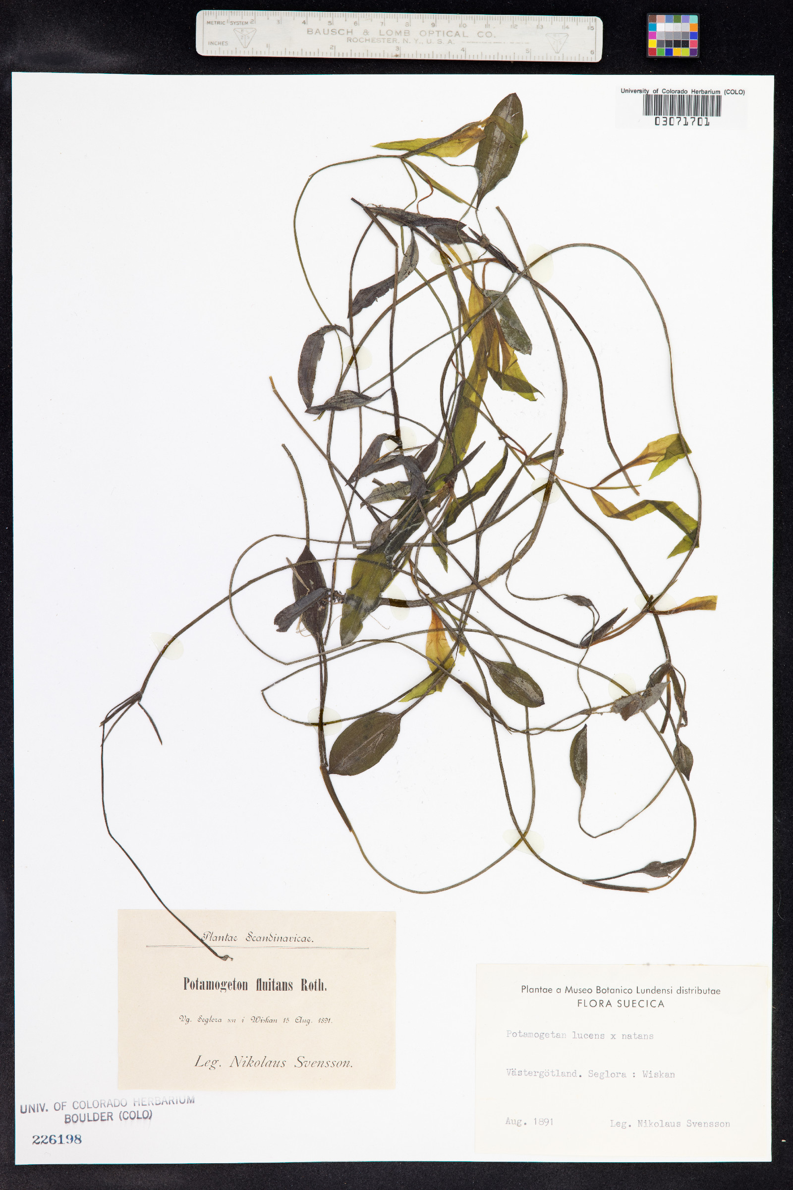 Potamogeton illinoensis image