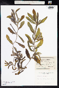 Potamogeton illinoensis image