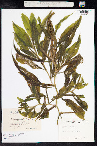 Potamogeton illinoensis image
