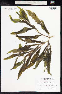 Potamogeton illinoensis image
