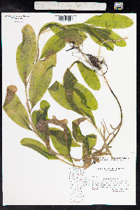 Potamogeton illinoensis image