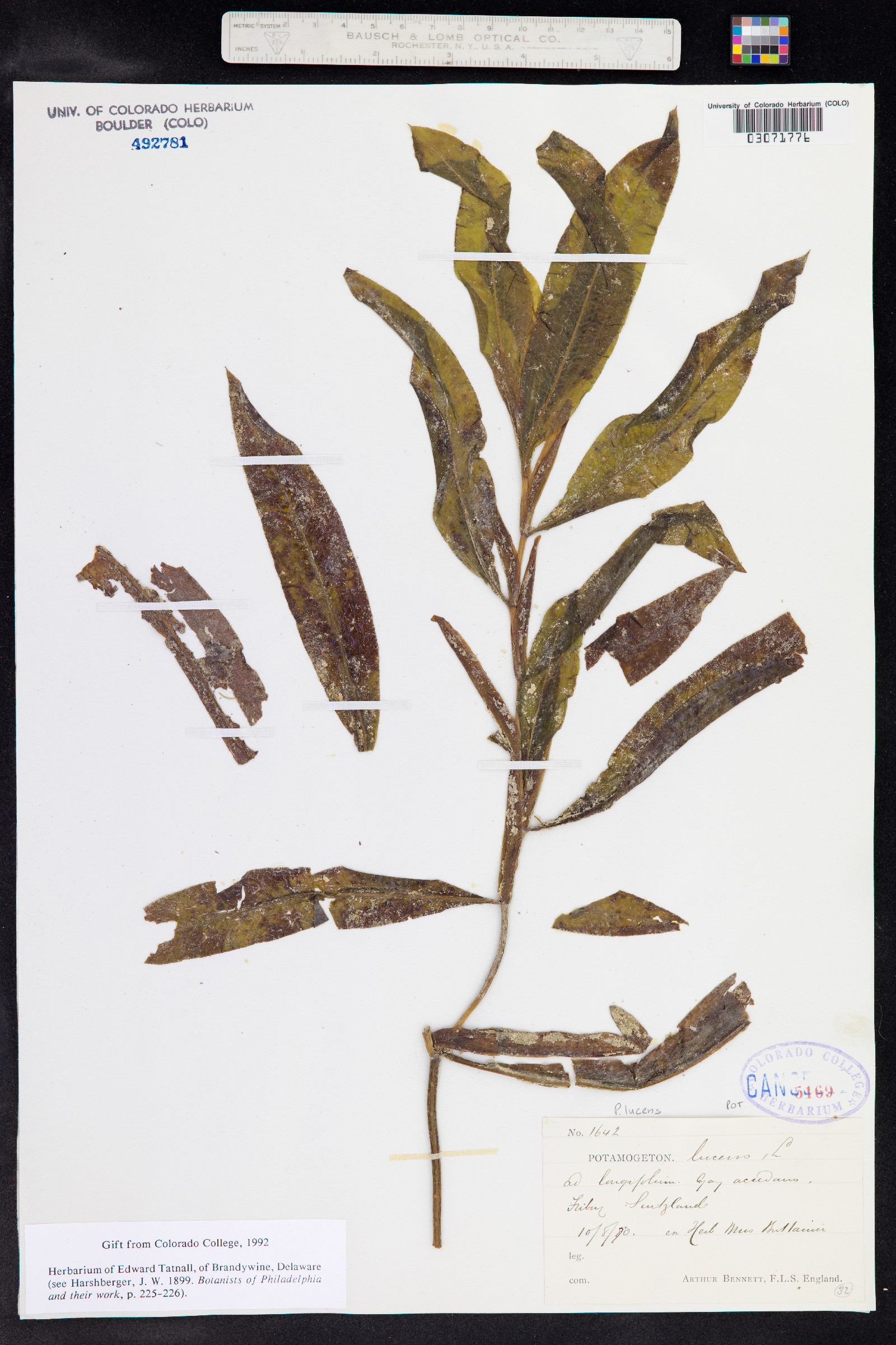 Potamogeton illinoensis image