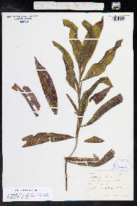 Potamogeton illinoensis image