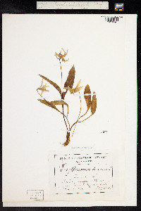 Erythronium dens-canis image