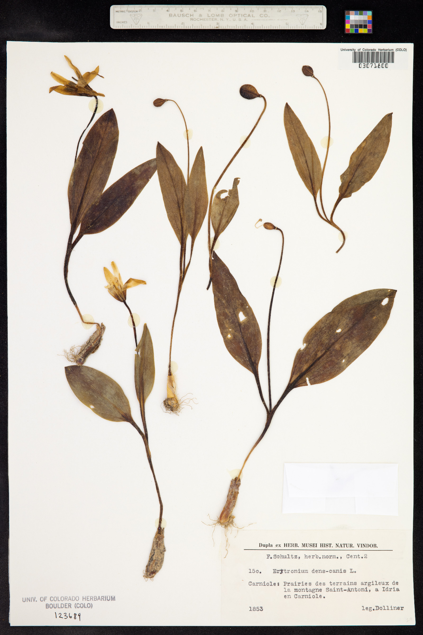 Erythronium dens-canis image