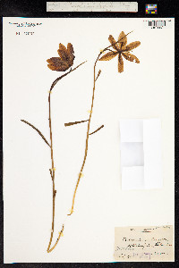 Fritillaria meleagris image
