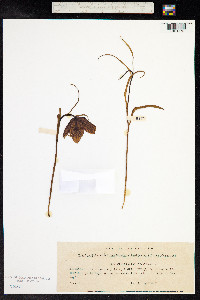 Fritillaria meleagris image