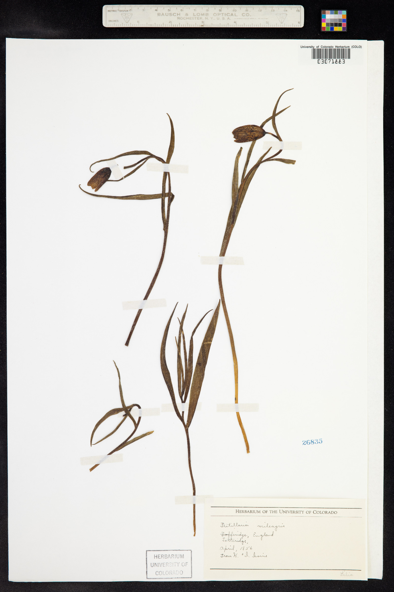 Fritillaria meleagris image