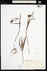 Fritillaria meleagris image