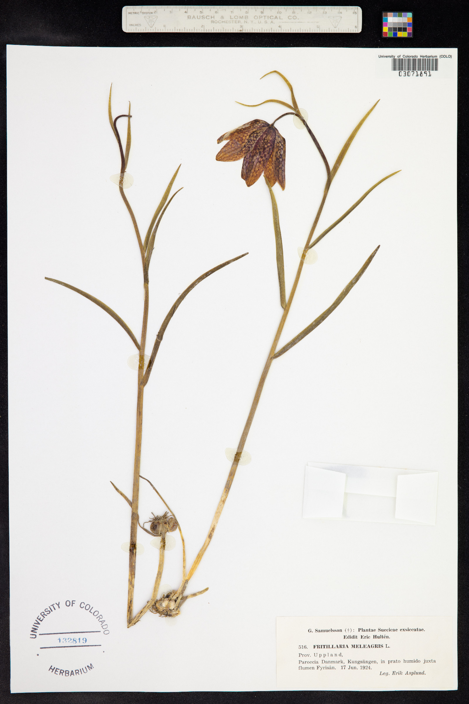 Fritillaria meleagris image