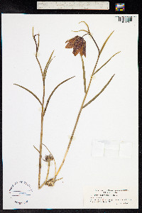 Fritillaria meleagris image